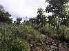 Vacant Lot in Pusil Road, Brgy Iruhin East Tagaytay City, Cavite For Sale - 9800 Sqm